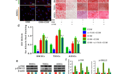 Groundbreaking ESWT shown to have great potential in promoting the osteogenisisbone marrow mesenchymal Cells Paper 2024